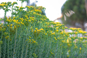 Field of yellow wildflowers blooming under soft daylight, creating a natural and peaceful scene.
