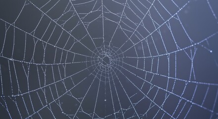 Fototapeta premium Dark spider web background