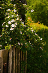 Vibrant flowers blooming against a rustic wooden fence in a lush garden during springtime sunlight