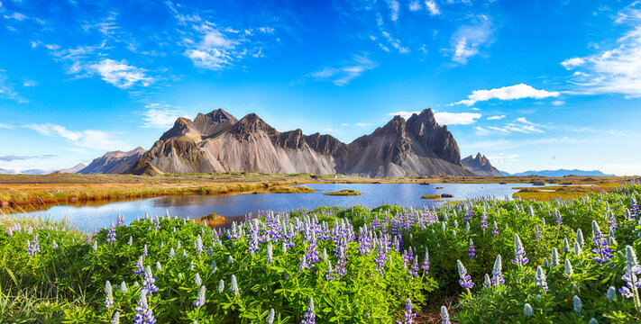 Amazing  sunny day and lupine flowers on Stokksnes cape in Iceland.