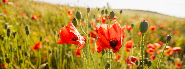 Vibrant red poppies in a sunlit summer field. Soft focus with blurred background, symbolizing...