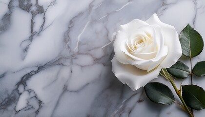 delicate white rose on marble