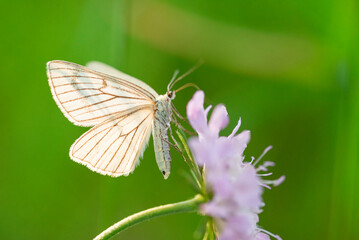 Macro photography of black-veined white butterfly.