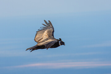 BEAUTIFUL IMAGE OF ANDEAN CONDOR FLYING IN A BLUE SKY