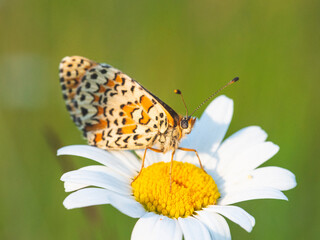 Macro photography of spotted fritillary butterfly.