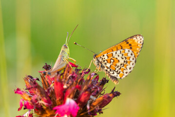 Macro photography of spotted fritillary butterfly and grasshopper.
