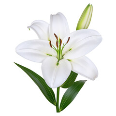 Fototapeta premium White Lily Flower on Green Leaves Isolated on a Transparent Background, isolated on transparent background.