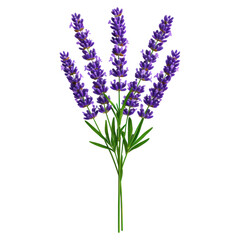 Obraz premium Freshly Cut Lavender Stems with Vibrant Purple Flowers and Green Leaves, isolated on transparent background.