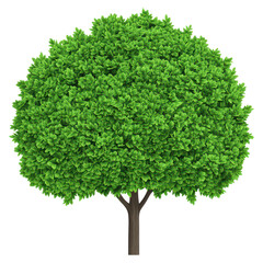 Fototapeta premium Lush Green Tree with Dense Foliage for Nature and Environment Themes, isolated on transparent background.