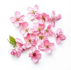 Delicate pink blossoms scattered on white