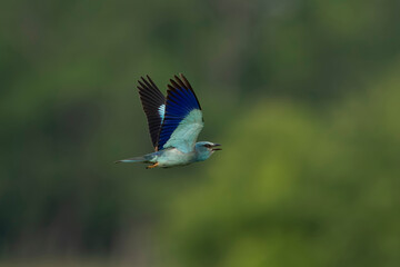 Adult male European roller (Coracias garrulus) in flight, found in Hungary, Kiskunsagi National Park