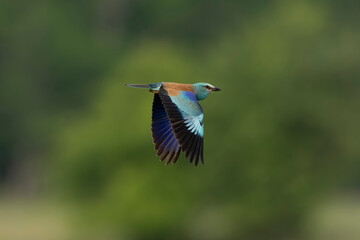 Obraz premium Adult male European roller (Coracias garrulus) in flight, found in Hungary, Kiskunsagi National Park