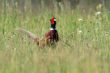 Adult male Common Pheasant (Phasianus colchicus) in a meadow, found in Hungary, Kiskunsagi National...
