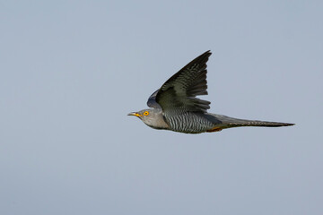adult male Common Cuckoo (Cuculus canorus) in flight, found in Hungary, Fehér