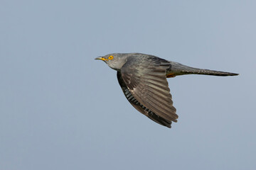 adult male Common Cuckoo (Cuculus canorus) in flight, found in Hungary, Fehér