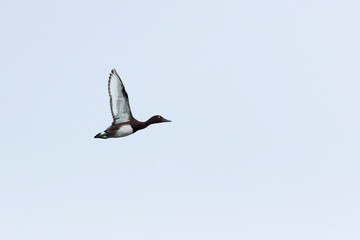 Adult male ferruginous duck (aythya nyroca), found in Hungary, Fehér