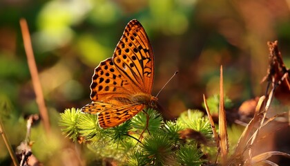 Obraz premium variegated fritillary euptoieta claudia butterfly perched on green and brown vegetation
