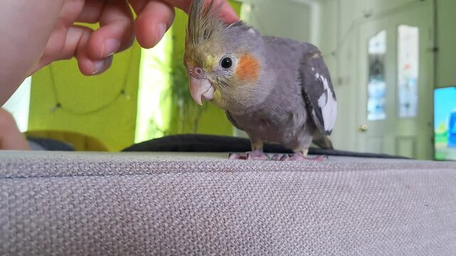 Female hand petting cockatiel showing bond and care between pet and owner