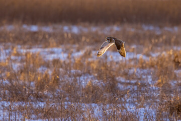 Short-eared Owl in flight hunting taken in southern MN
