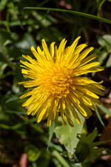 Close-up of yellow dandelion on green meadow – sunny spring day