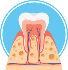 Healthy tooth in cross section