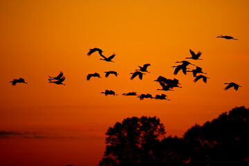 Sandhill Crane at sunset taken in western Wisconsin