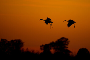 Sandhill Crane at sunset taken in western Wisconsin © Stan