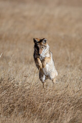 Coyote Pounce taken in Yellowstone NP