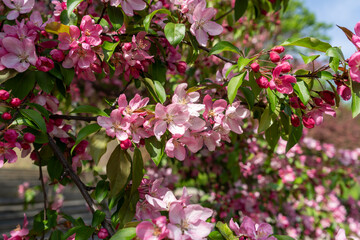 Pink spring tree blossom. Apple flowers close up, bloom branch in garden, delicate pink flowers