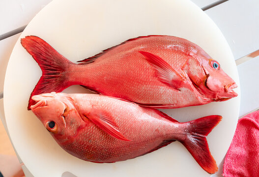 Red Snapper fish close up, Lutjanus or seabream, Sebastes fresh sea food, raw uncooked