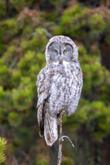 Great Gray Owl taken in Yellowstone National Park