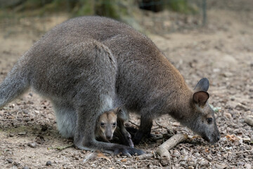 A red-necked wallaby joey pokes out of mom's pounch in a zoo.