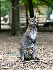 A red-necked wallaby mother with baby in pounch.