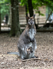 A red-necked wallaby joey pokes out of mom's pounch in a zoo.