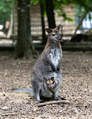 A red-necked wallaby joey pokes out of mom's pounch in a zoo.