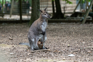 A red-necked wallaby mother with baby in pounch.