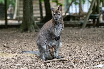 A red-necked wallaby mother with baby in pounch.