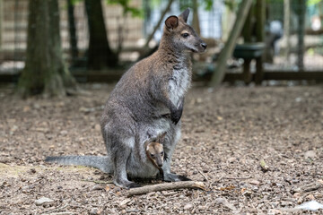 A red-necked wallaby mother with baby in pounch.