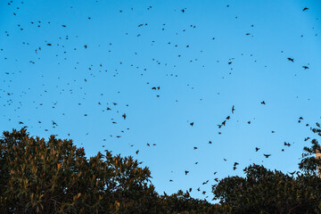 Flocks of starlings wintering in Sicily circle above the trees