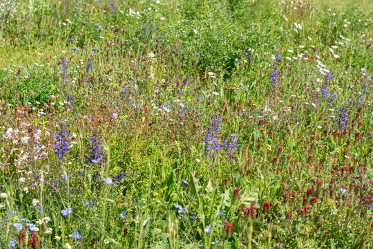 Wild flowers field. Wild flowers on spring meadow with blue flax, crimson clover, red poppy - Powered by Adobe