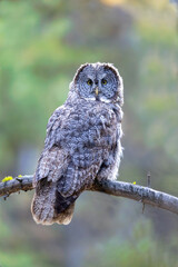 Great Gray Owl taken in Yellowstone National Park