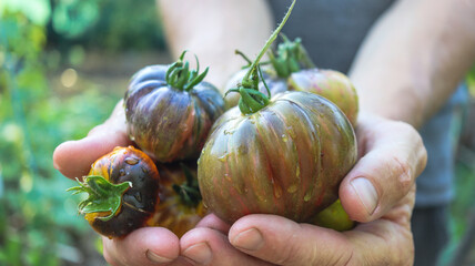 tomatoes delicious organic unusual in shape and color close-up in male hands selective focus