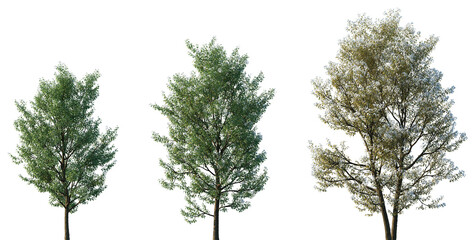 Set of summer and spring Amelanchier canadensis (commonly known as shadblow serviceberry, chuckle-berry, currant-tree) frontal isolated png on a transparent background perfectly cutout