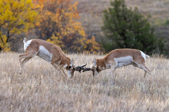 Pronghorn bucks fighting taken in North Dakota