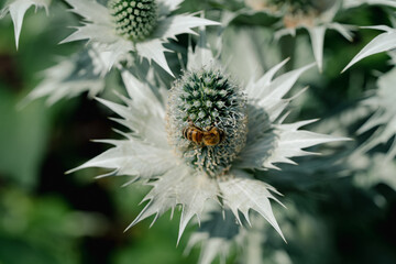 Eryngium gigantea is like a spiky star: silvery-blue, majestic, with a crown of flowers shining in the sunlight like frozen crystal in a summer field.