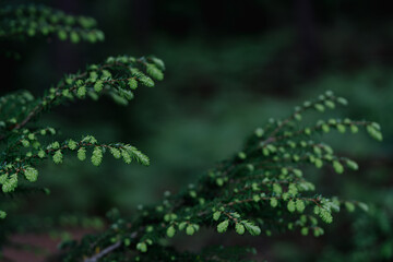 Chinese hemlock is an evergreen conifer with soft, dark green needles. It brings a sense of tranquillity, elegance, and natural harmony to the landscape in any season.