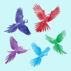 Parrot, parrot vector, parrot illustration, line drawing on light blue background.