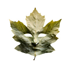 Fototapeta premium Autumn Leaf Shaped Face Mask Isolated on Transparent Background