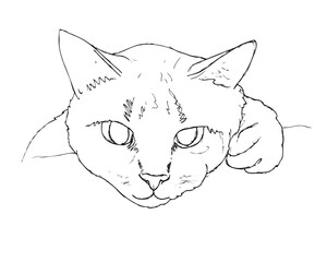 Sketch of a resting cat