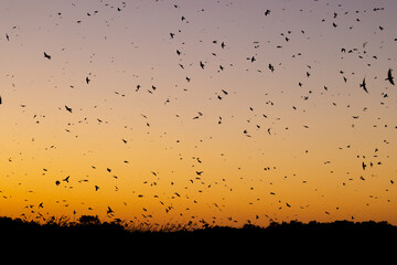 Purple Martin roost at sunset taken in central MN